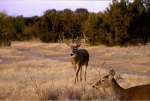 Whitetail 11.08 (Medium)