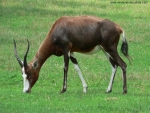 Blesbok (Medium)