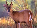 indian-muntjac-deer (Medium)