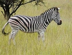 zebrainformation (Medium)