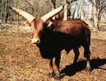 watusi (Medium)