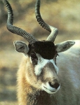 Addax Antelope